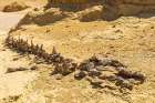 Faiyum-Egypt Whale fossil on an eroded bluff at Wadi el-Hitan paleontological site Art Print